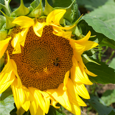 Garver Market Sunflower Farm