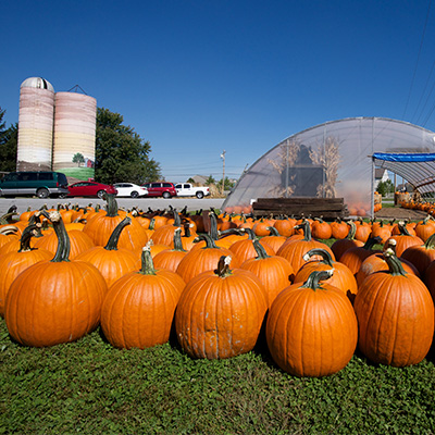 Barn-n-Bunk Farm Market Fall Festival