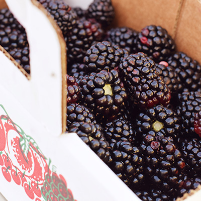 U Pick Blackberry Farm Butler County, Ohio