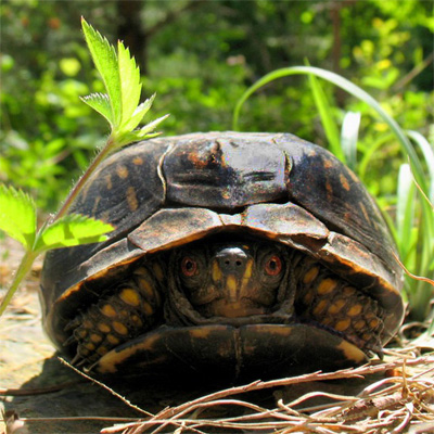 Tortoise at Bull's Run Arboretum