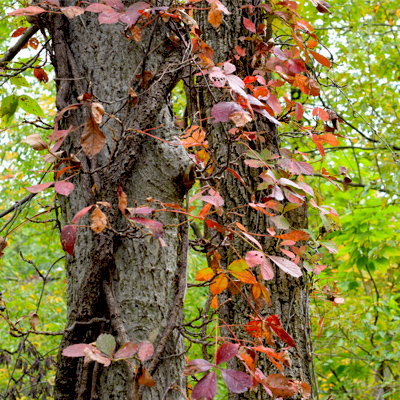 Red tree