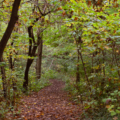 Bulls Run pathway