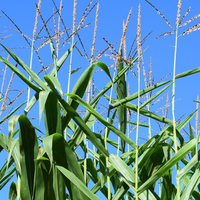 Burwinkel Corn Maze