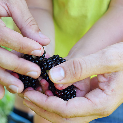 Indian Springs U Pick Blackberry Farm