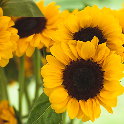 Sunflower at Morning Sun Flower Farm