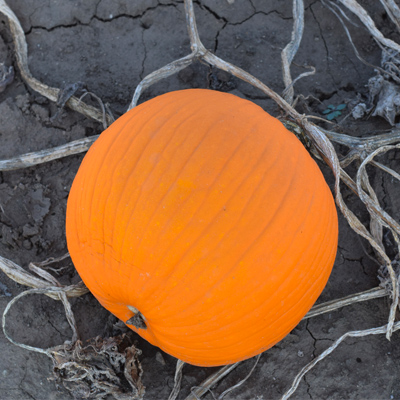 Pumpkin on vine