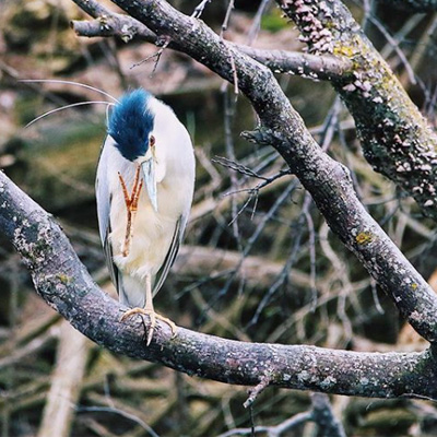 Riverside Bird watching