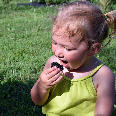 U Pick Blackberry Farm Butler County, Ohio