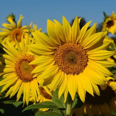 Sunflowers at Burwinkel Farms