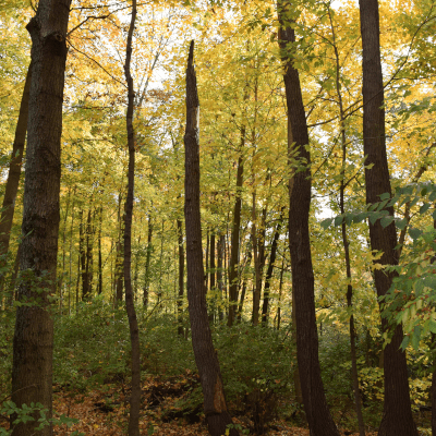 Dudley Woods MetroPark Trees