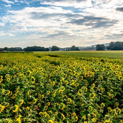 Burwinkel Farms Sunflower Field