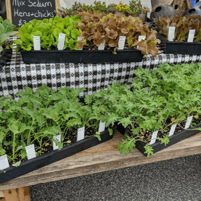 Hamilton Farmers Market