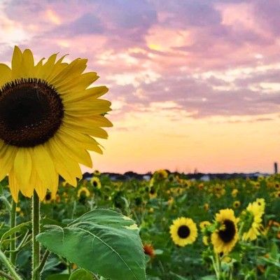 Sunflower Field at Niederman Family Farm, Liberty Township Ohio