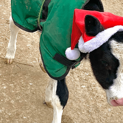 Christmas with the Cows