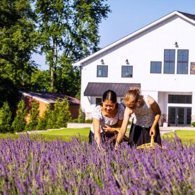 White Barn & Blooms Lavender Farm, Ross Ohio