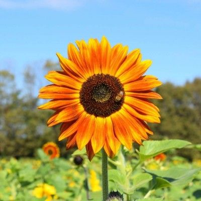 Sunflower Field, Burwinkel Farms