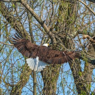 Bald Eagle, Butler County Ohio