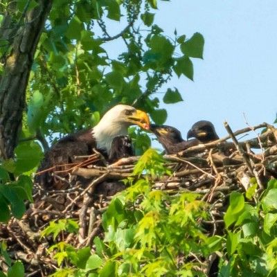 Bald Eagles Nest, Ohio