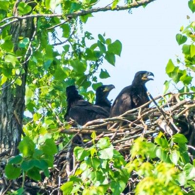 Bald Eagles Eaglets