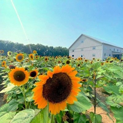 Sunflower Field, Barn-N-Bunk Farm Market Ohio