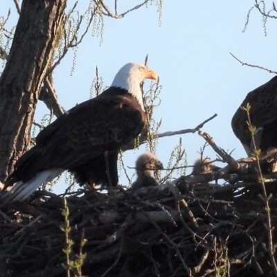 Eaglets in Nest