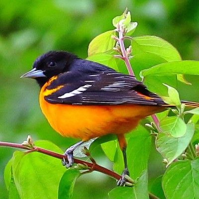 Baltimore Oriole, Gilmore MetroPark