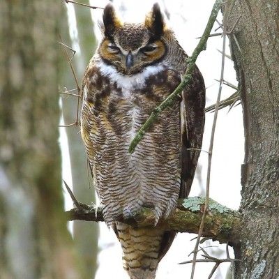 Horned Owl, Gilmore MetroPark