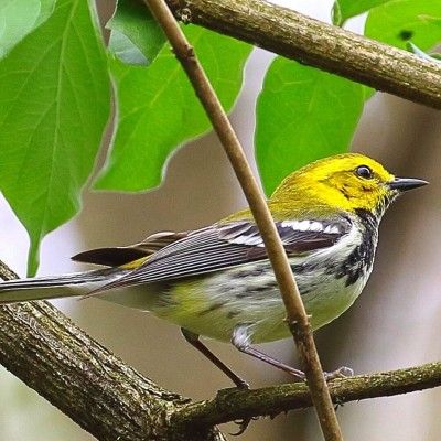 Black Throated Green Warbler, Gilmore MetroPark