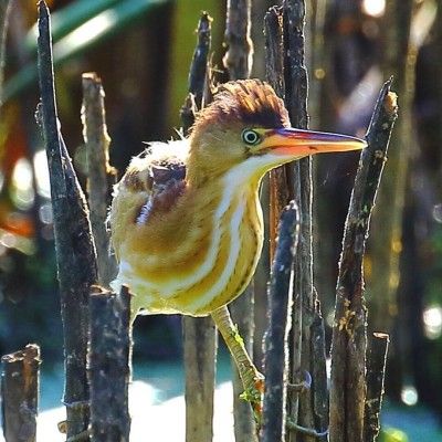 Least Bittern, Gilmore MetroPark