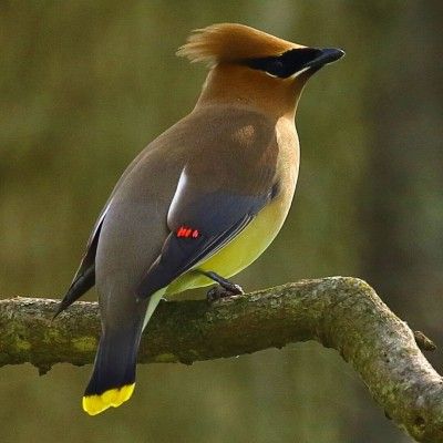 Cedar Waxwings, Rentschler Forest