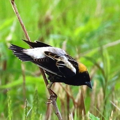 Bobolink, VOA MetroPark