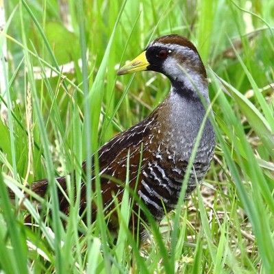 Sora, VOA MetroPark