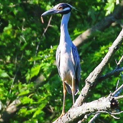 Yellow Crowned Night Heron, VOA MetroPark