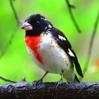Rose Breasted Grosbeak, Butler County Ohio