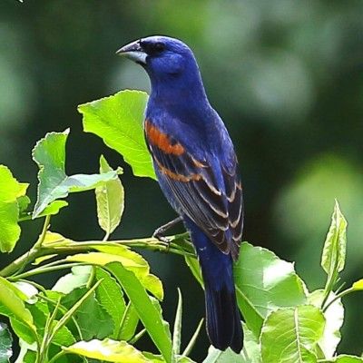 Blue Grosbeak, Ellis Lake Wetlands