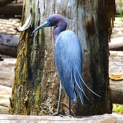 Little Blue Heron, Ellis Lake Wetlands