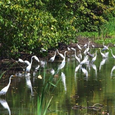 Great Egrets, Ellis Lake Wetlands