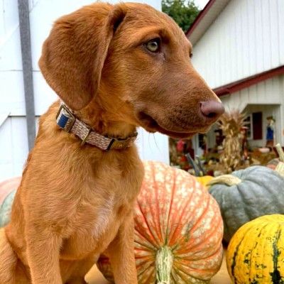 Case the Farm Dog