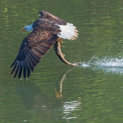 Bald Eagle Catching Food