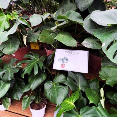 Delhi Flower & Garden Center Ohio