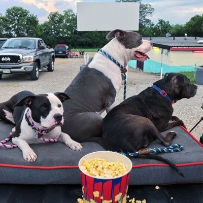 Dog-Friendly Activities, Holiday Auto Theatre Ohio