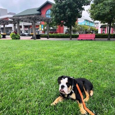 Dog-Friendly Activities, Liberty Center Ohio