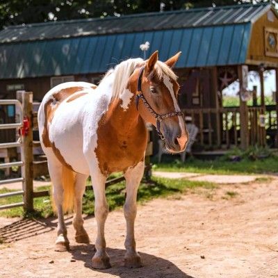 Dutchess the Horse