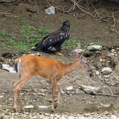 Eaglet standing next to a deer