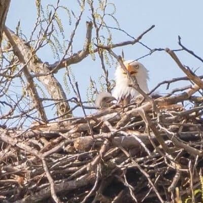 Eaglets in Nest