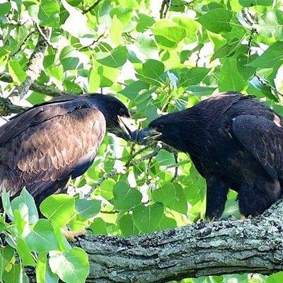 Eaglets in tree