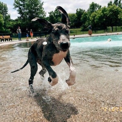 Dog-Friendly Activities, Furfield Dog Park Ohio