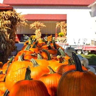 Pumpkins at Garver Family Farm