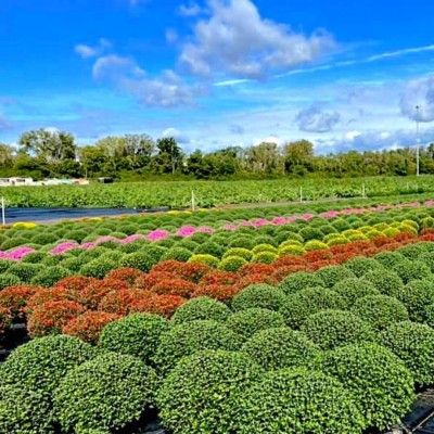 Garver Family Farm Market, Monroe Ohio