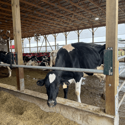 Mullen Dairy